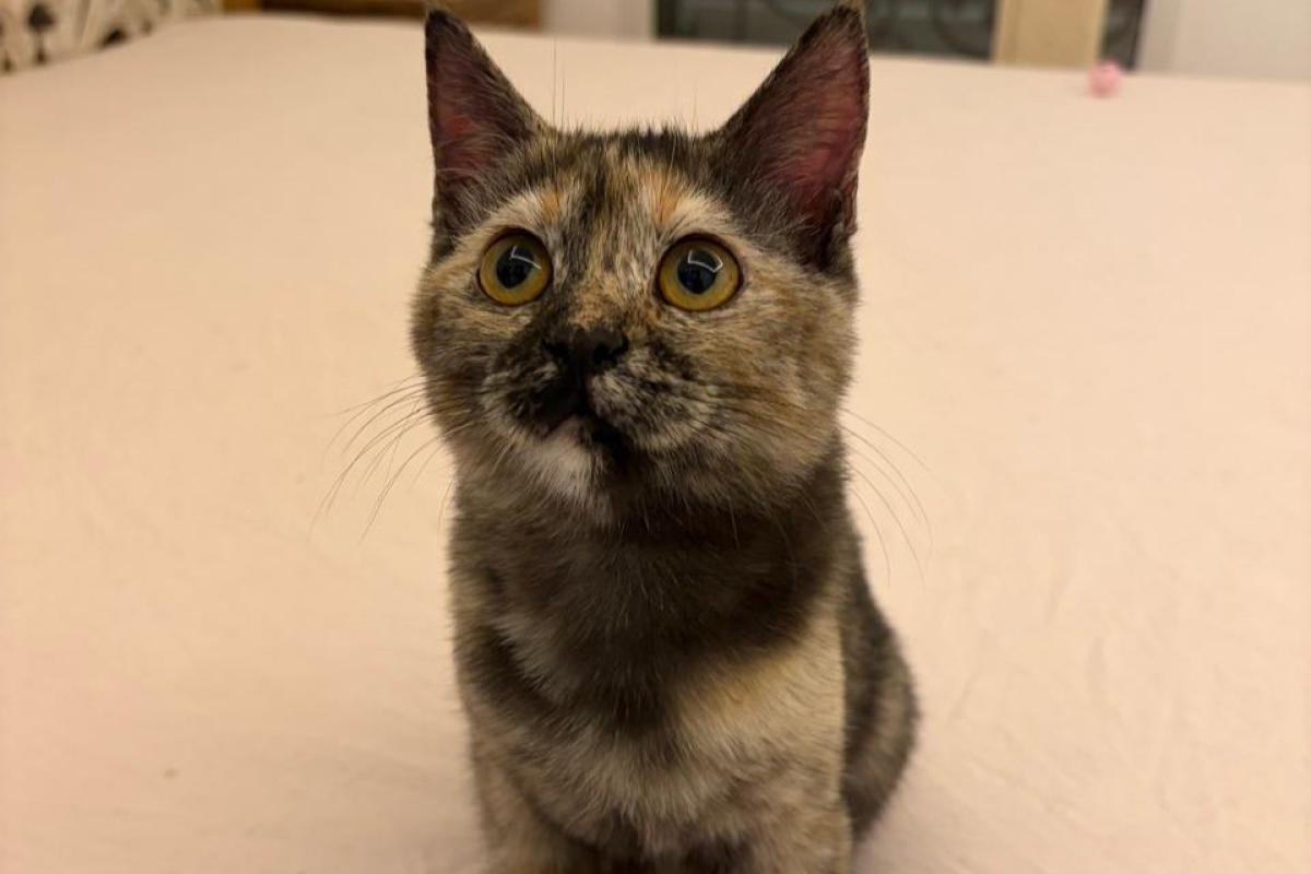 Truffle