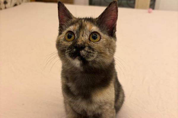 Truffle