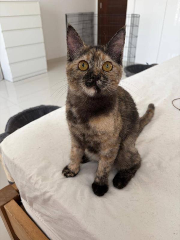 Truffle