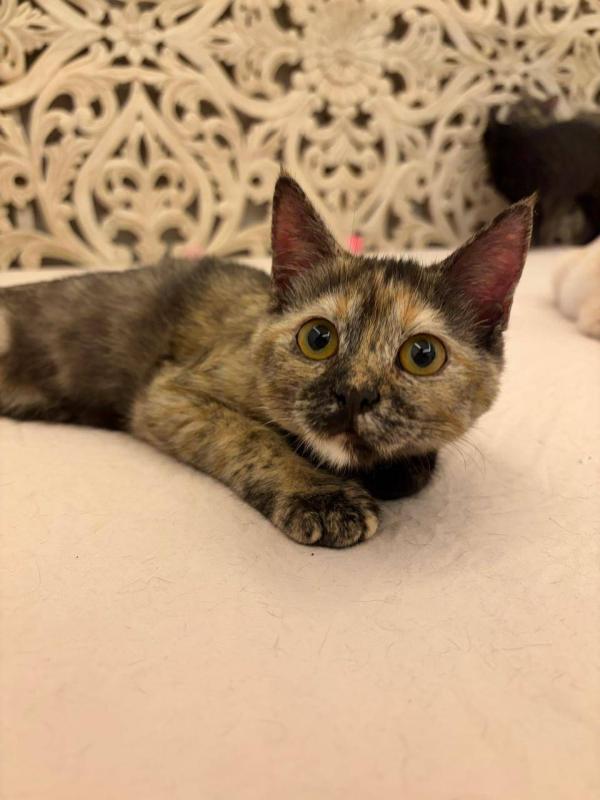 Truffle