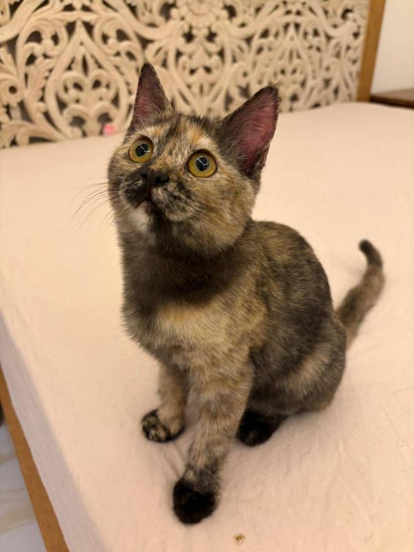 Truffle