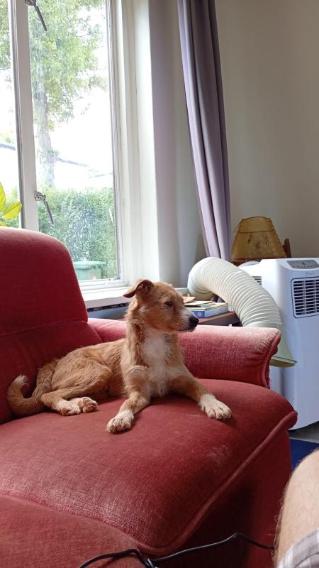 Pippa