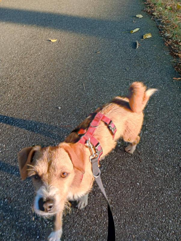 Pippa
