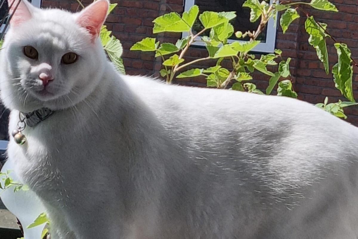 Pamuk
