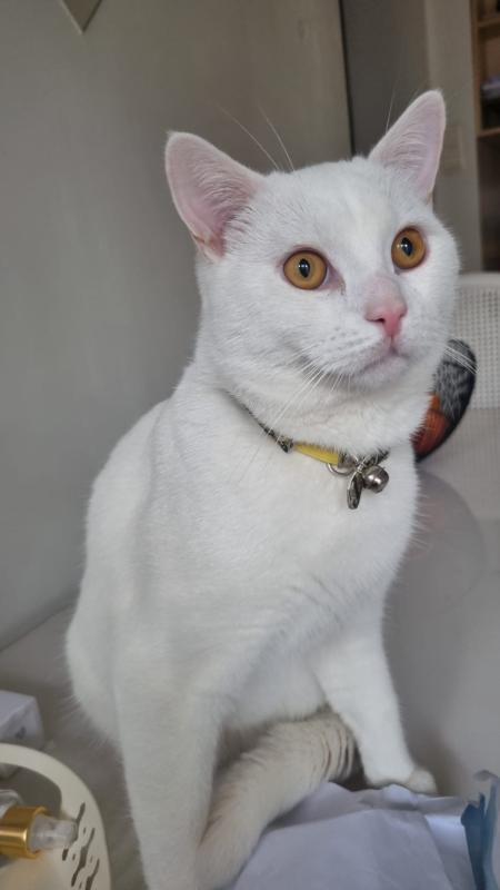 Pamuk