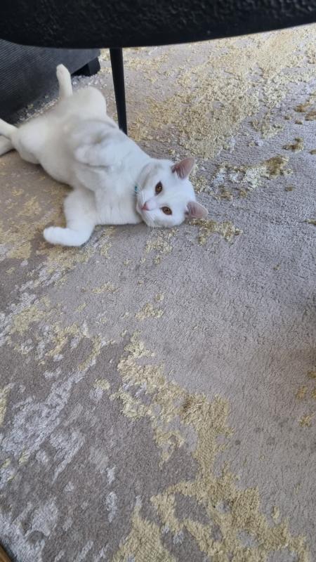 Pamuk