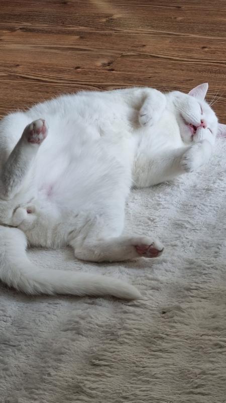 Pamuk
