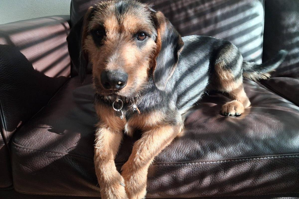 Morris