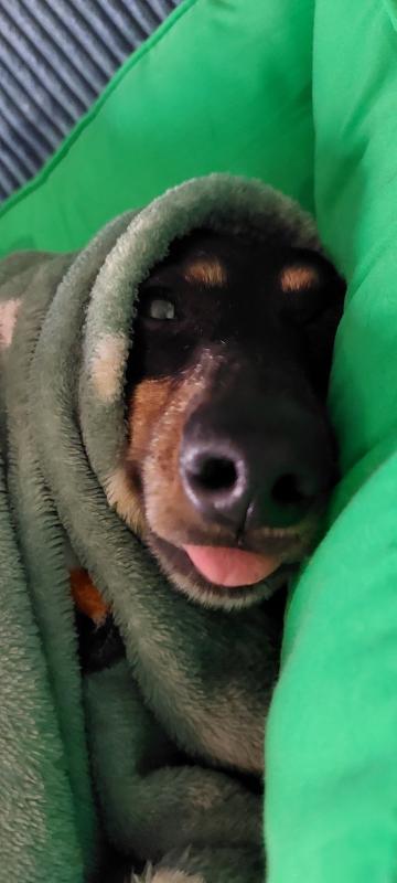 Milo