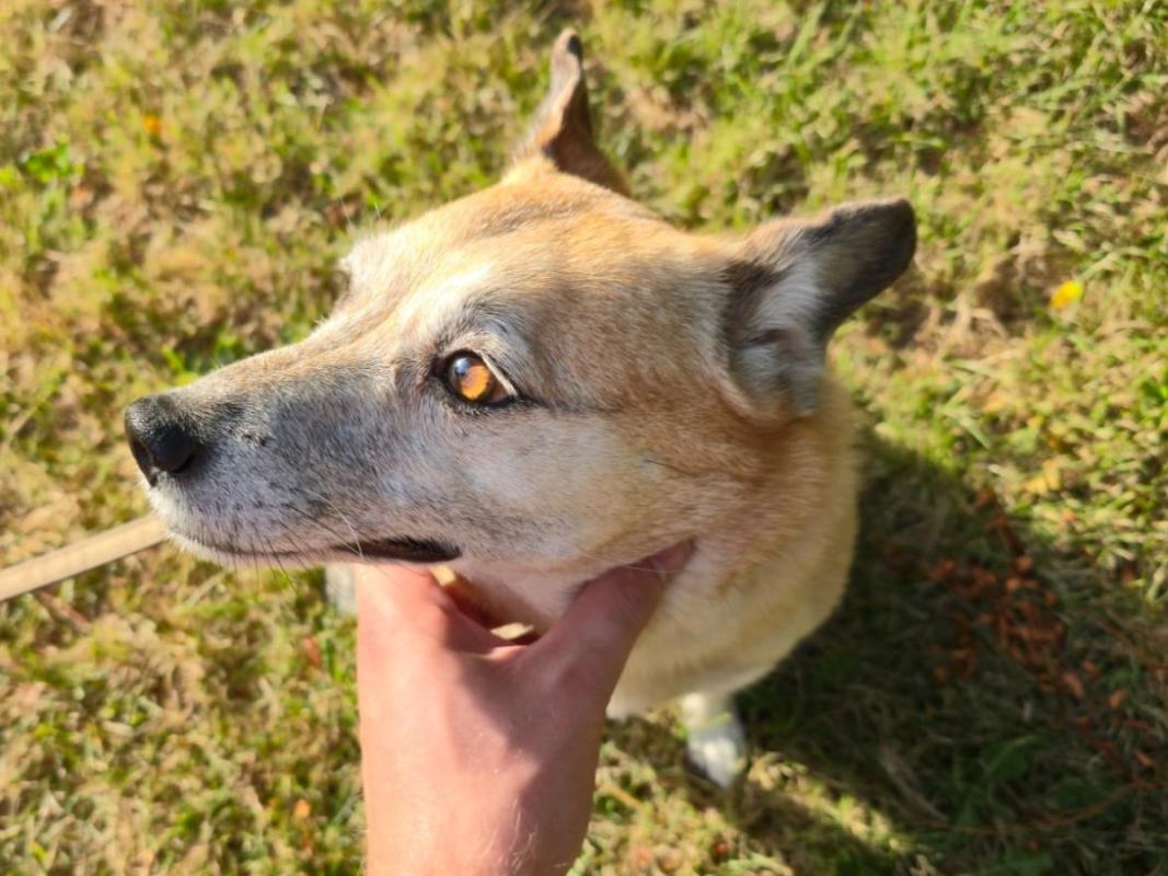 Tara