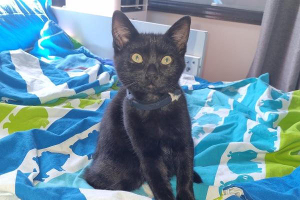 Ziva