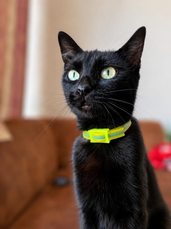Ziva