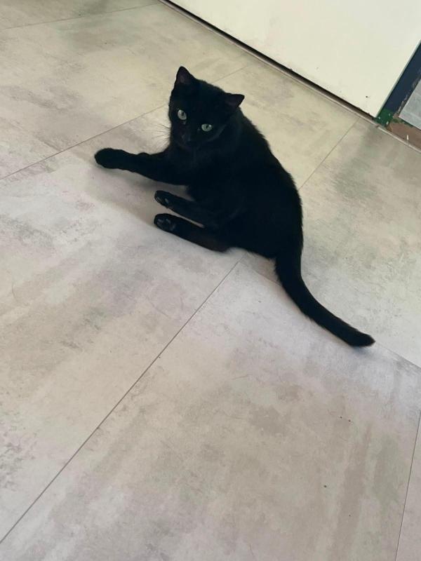Ziva