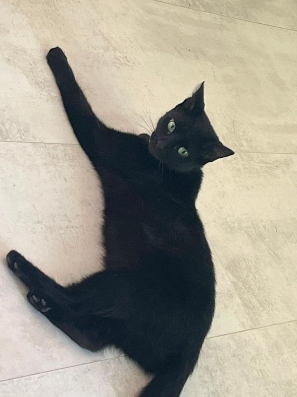 Ziva