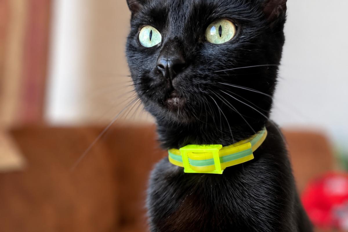 Ziva