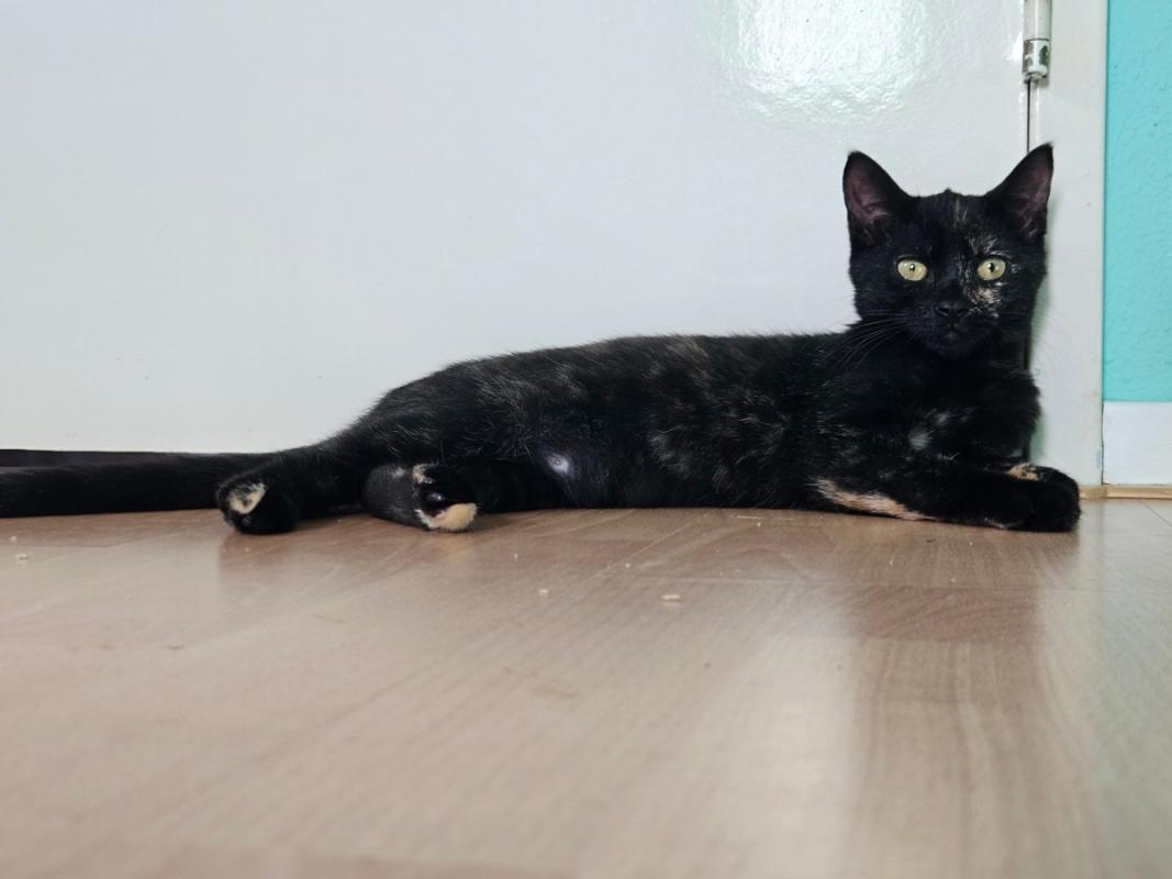 Miso