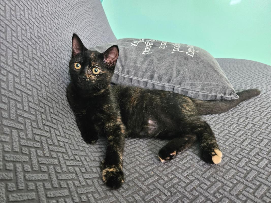 Miso