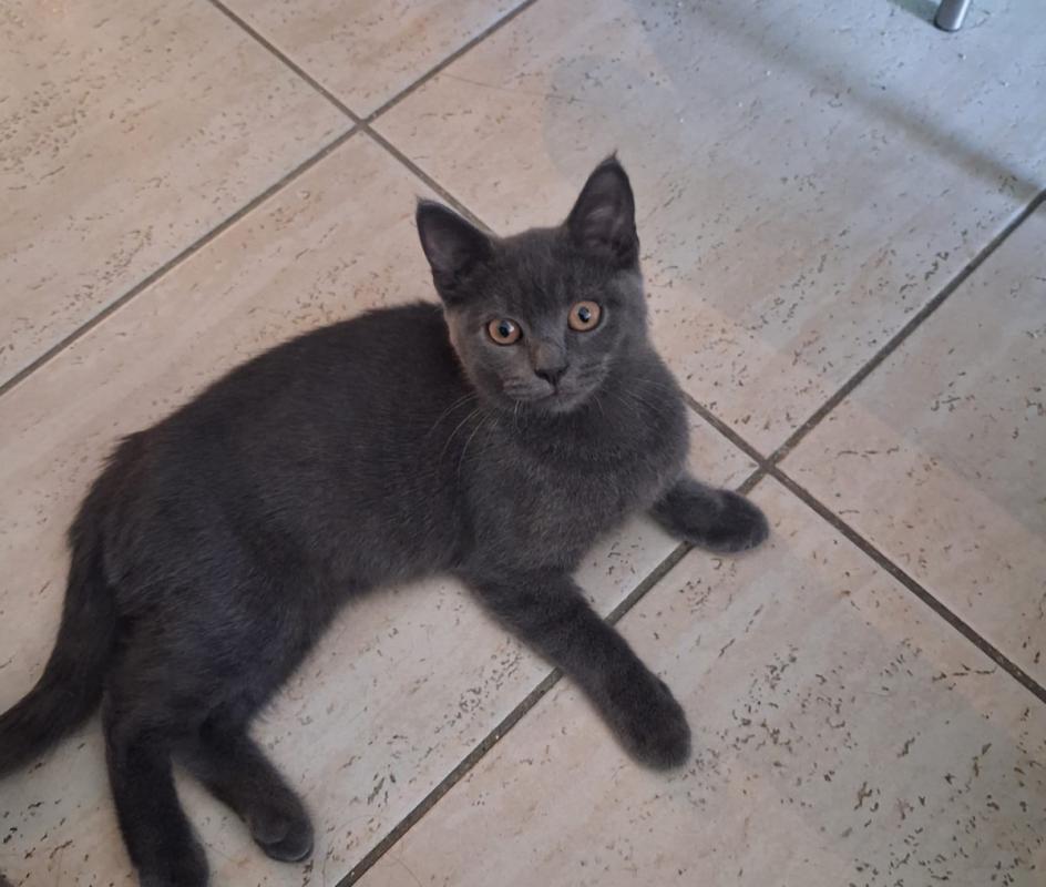 Noa