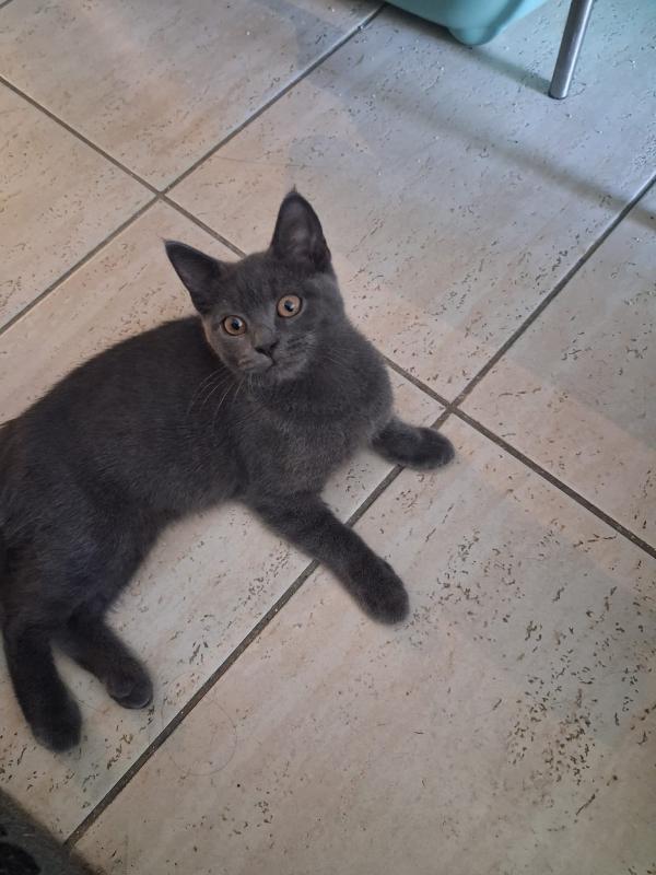 Noa