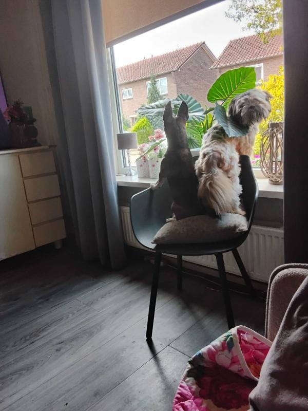 Tjibbe