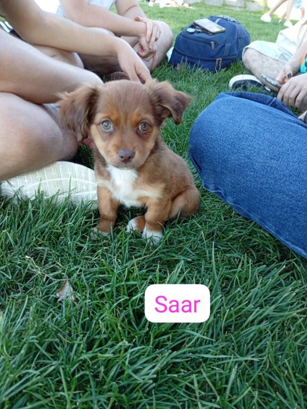Saar
