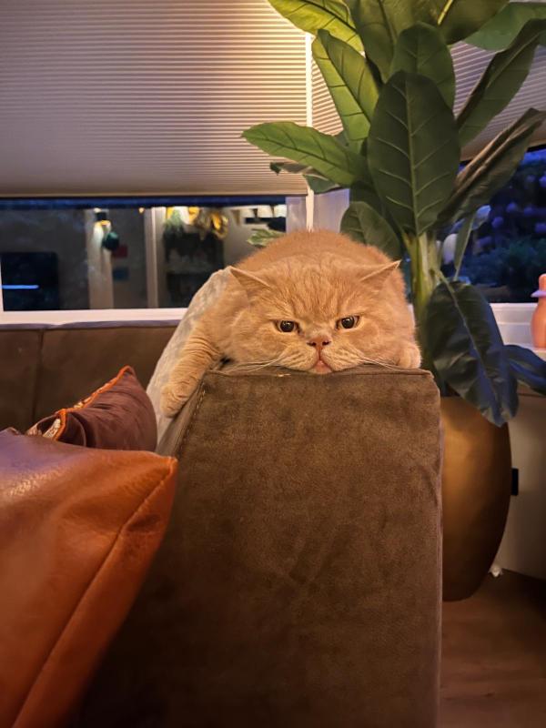 Max