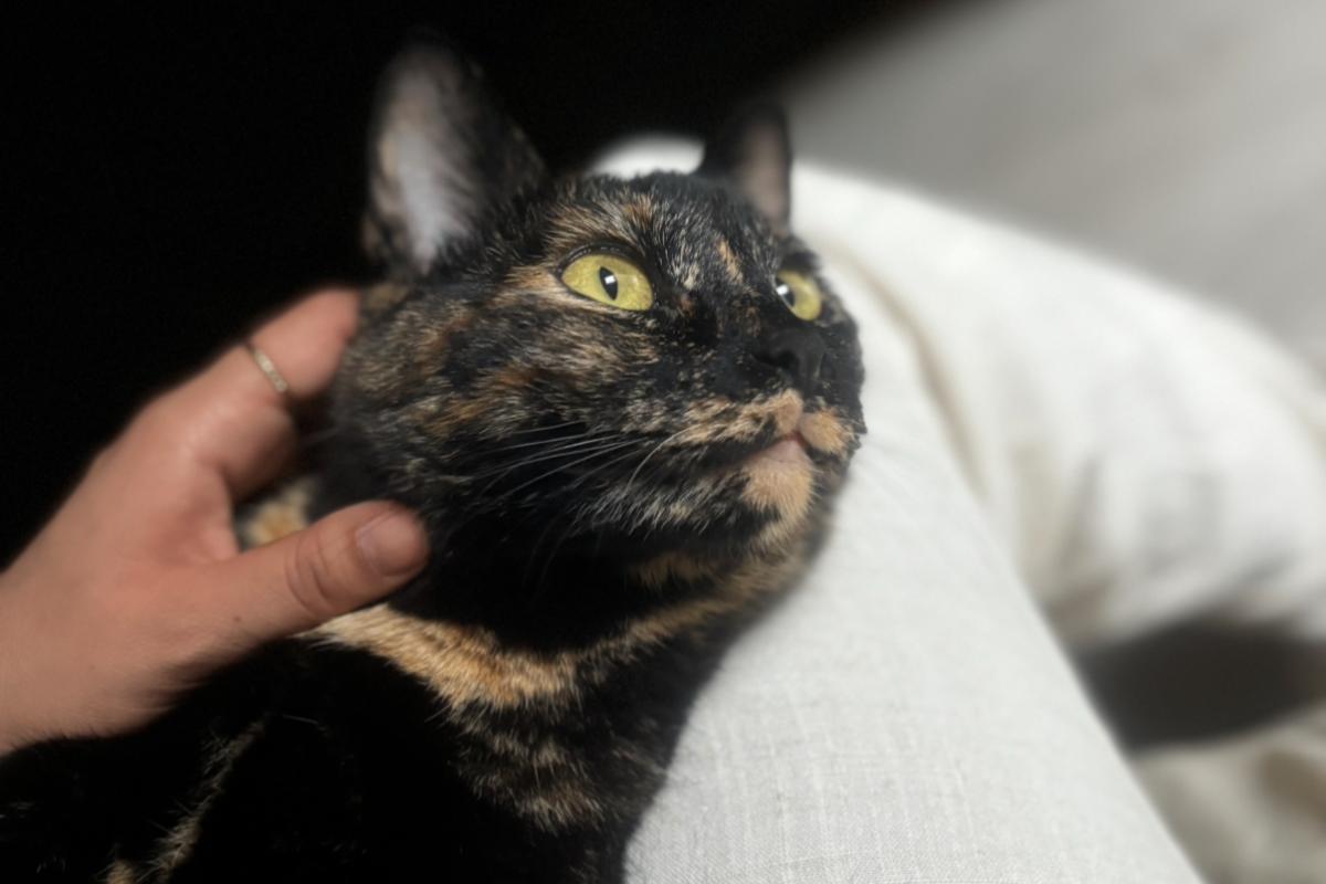 Yuki