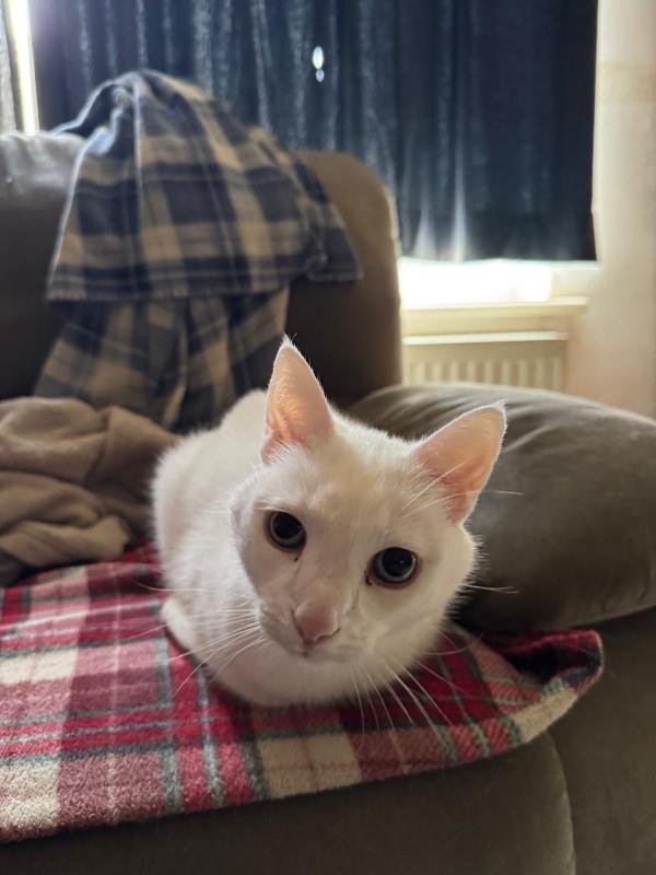 Zorra