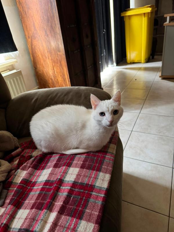 Zorra