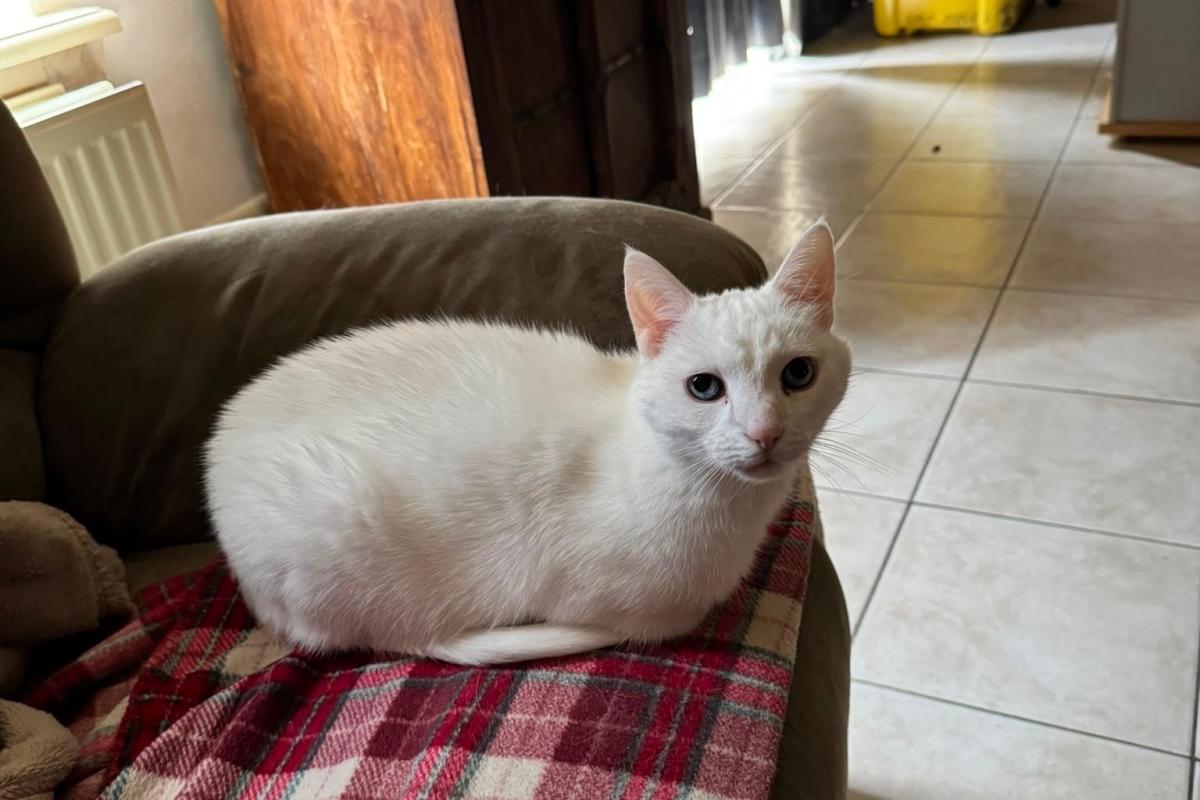 Zorra