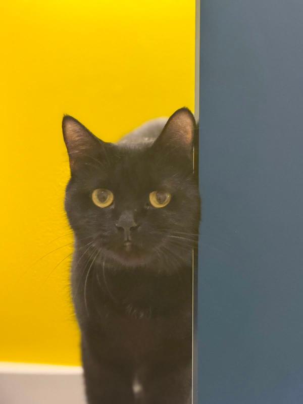 Binx