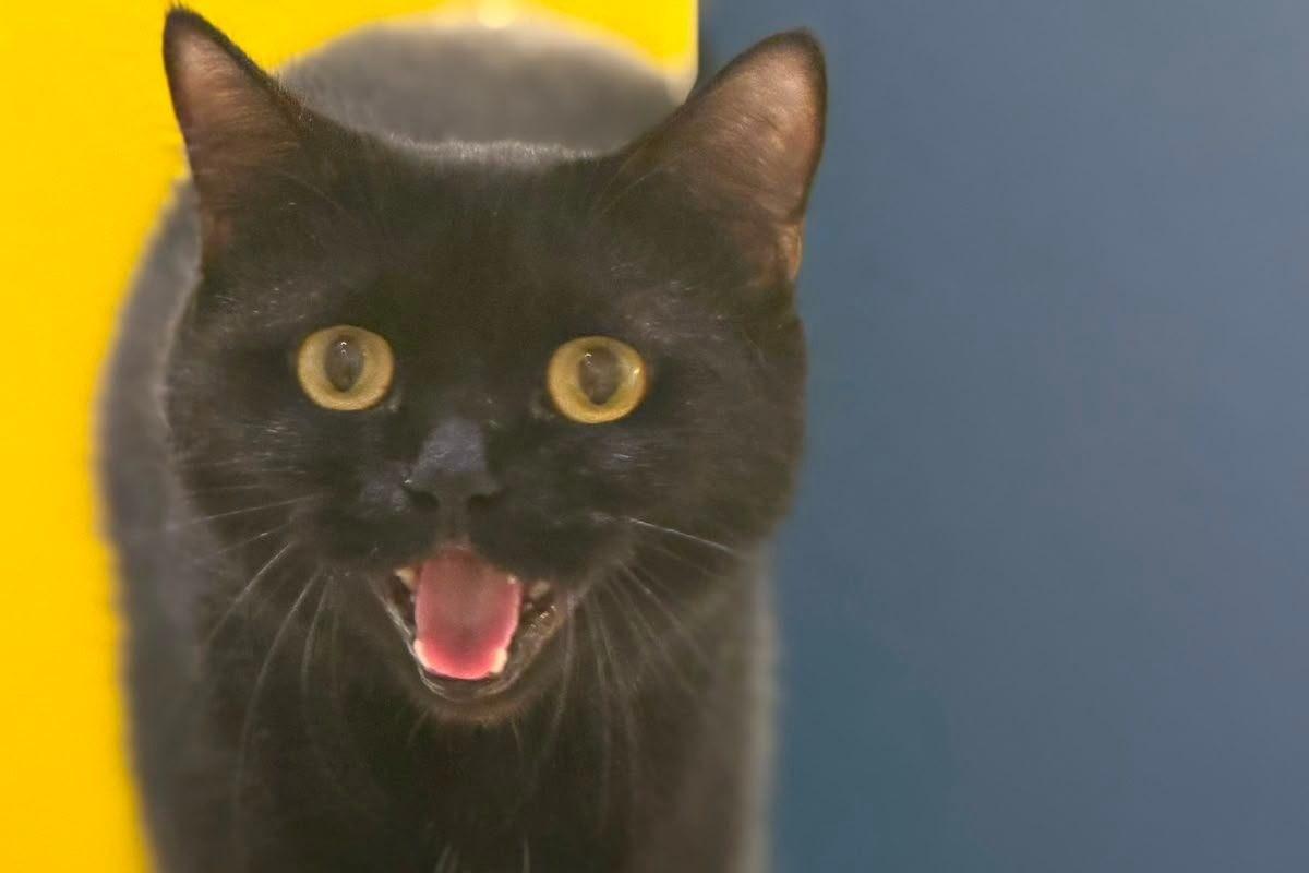 Binx