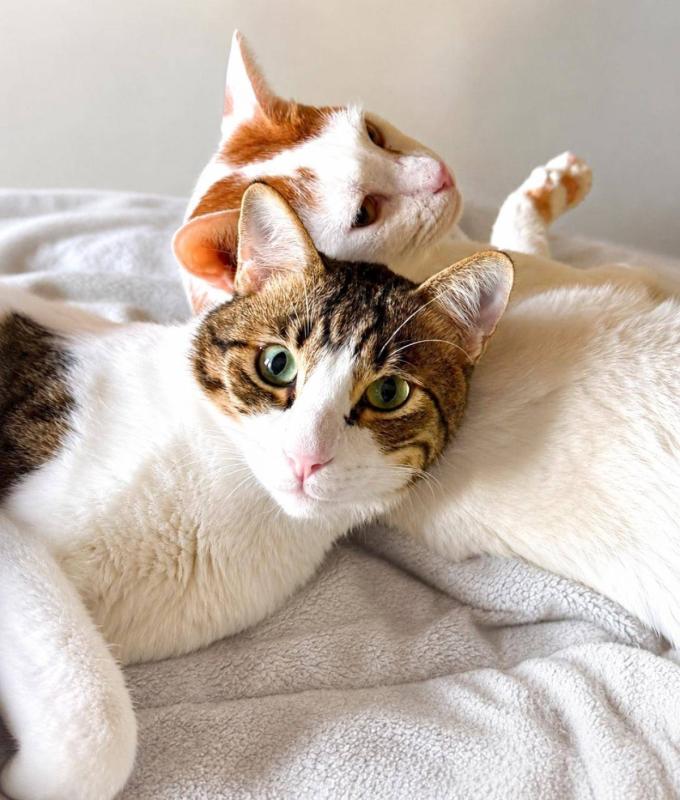 Marshmallow