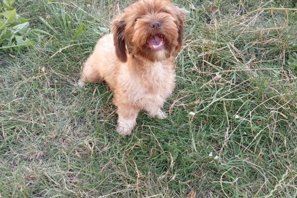 Bella