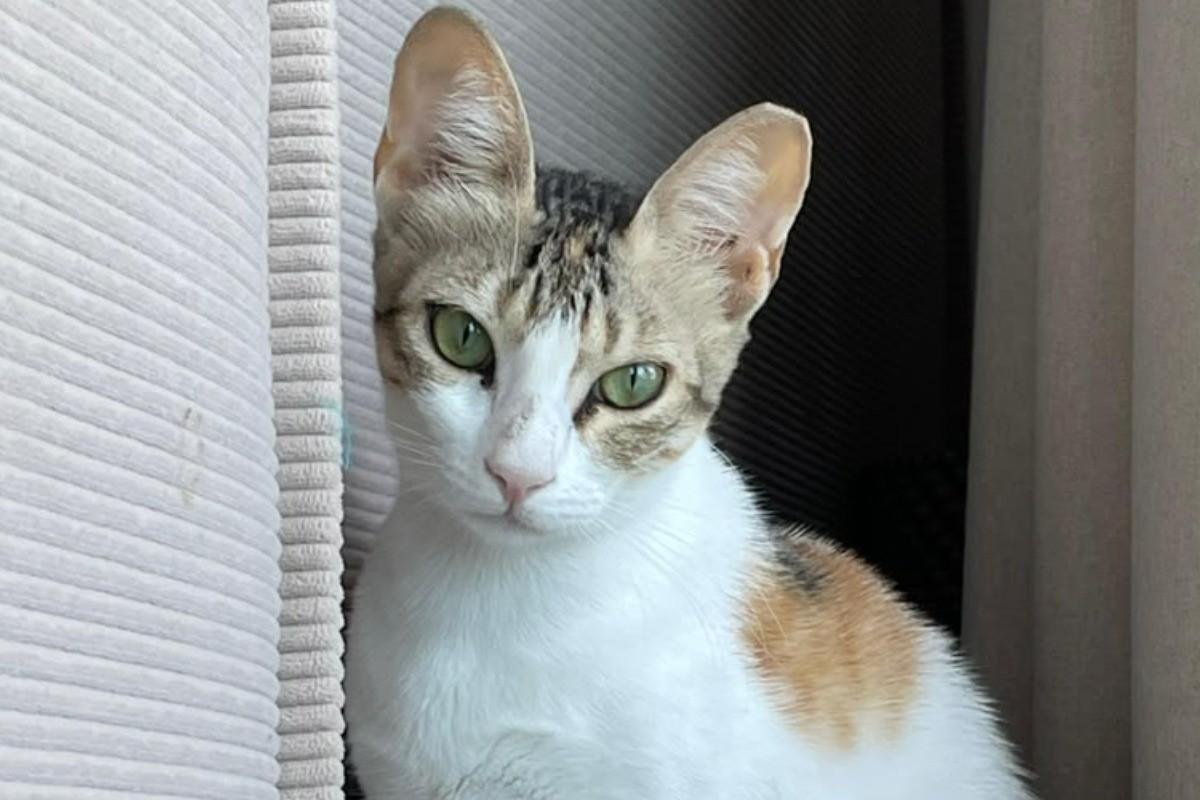Helen