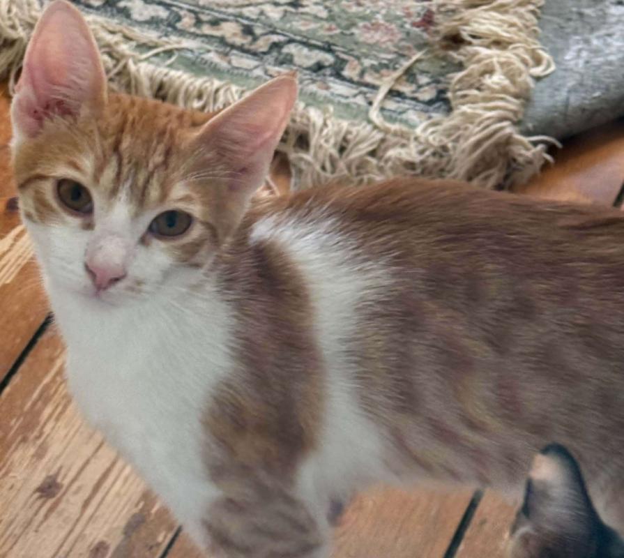 Tom