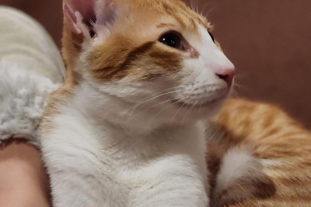 Tom