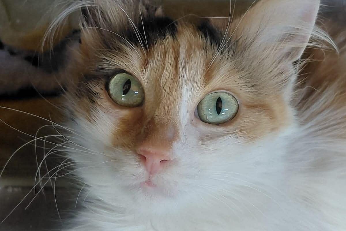 Isabella