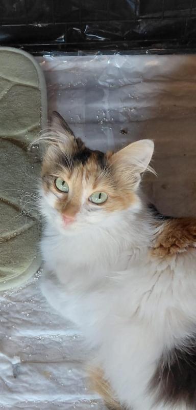 Isabella