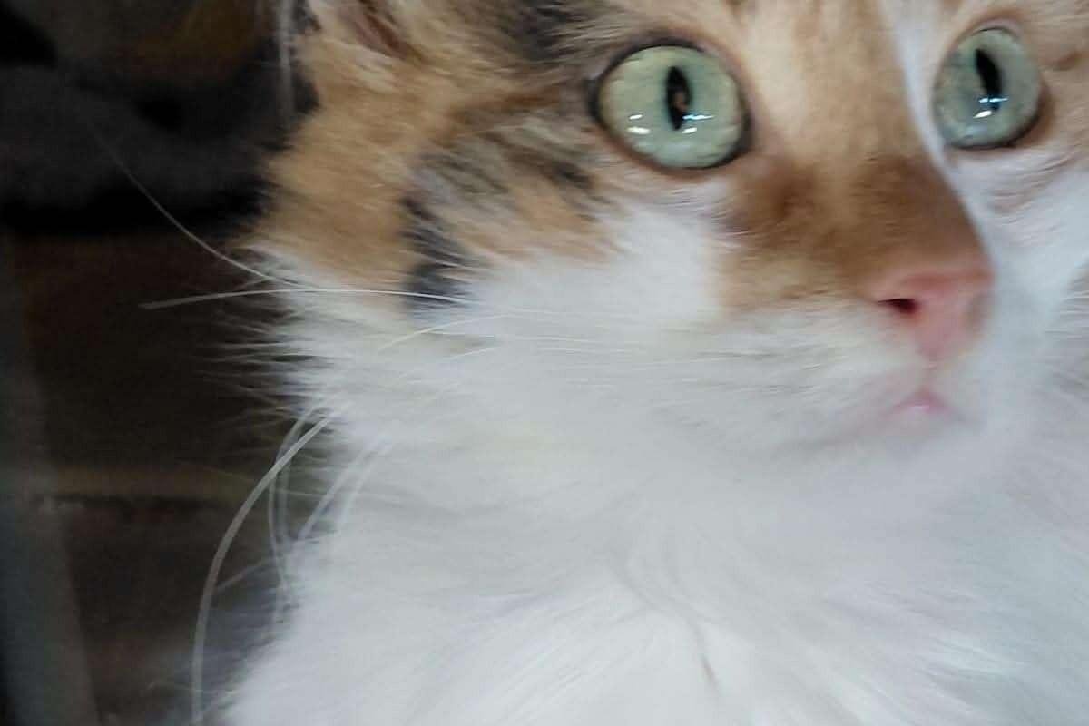 Isabella