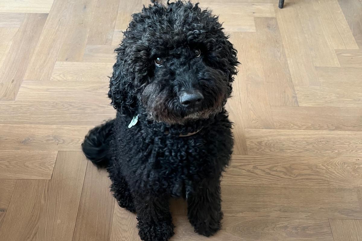 Max