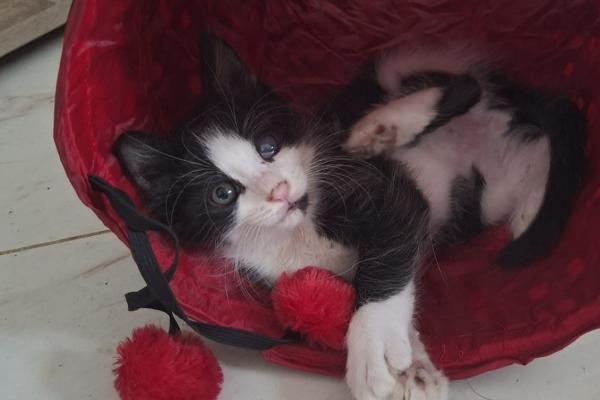 Gizmo