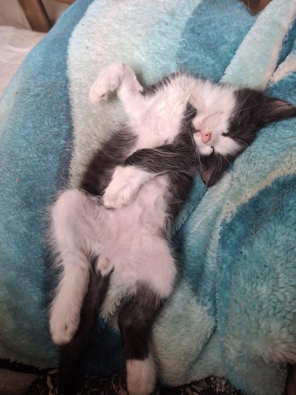 Gizmo