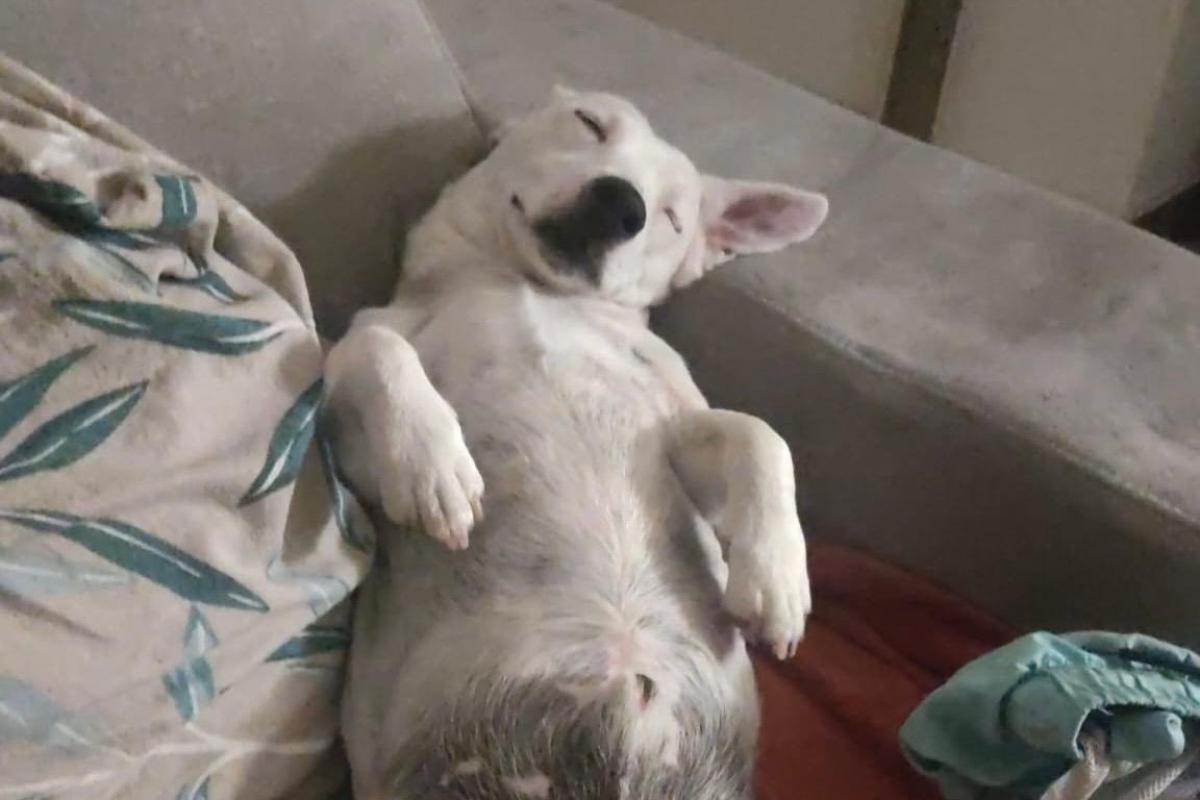 Oscar
