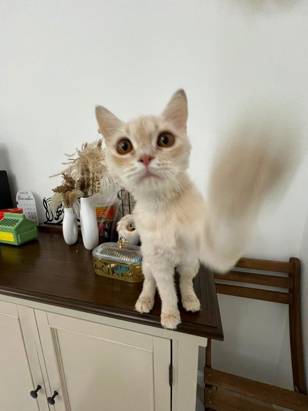Peanut