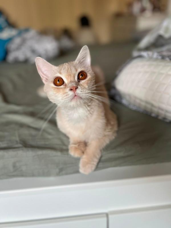 Peanut
