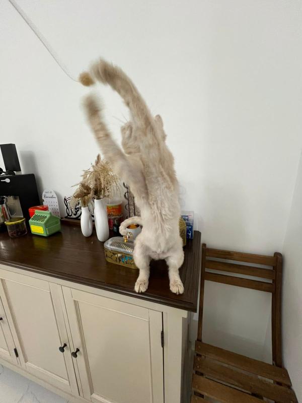 Peanut