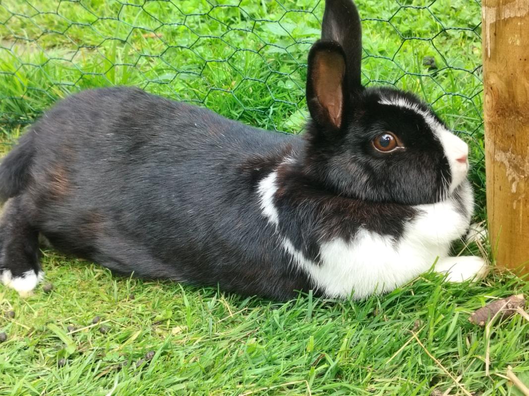 Petunia