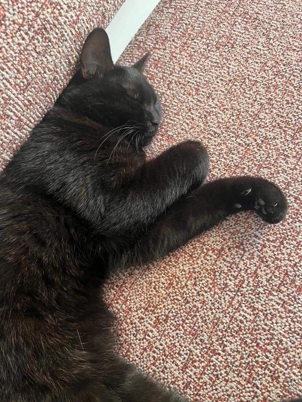 Felix