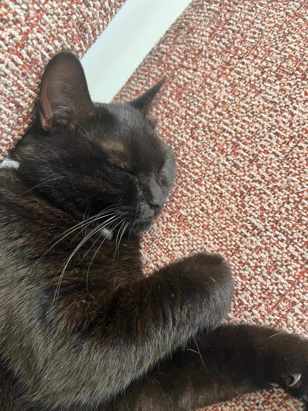 Felix